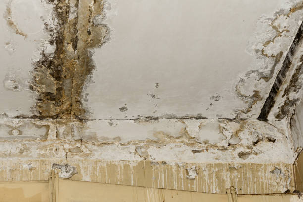 Best Mold Odor Removal Services  in Ingram, PA