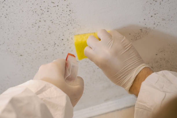 Best Mold Removal for HVAC Installations  in Ingram, PA