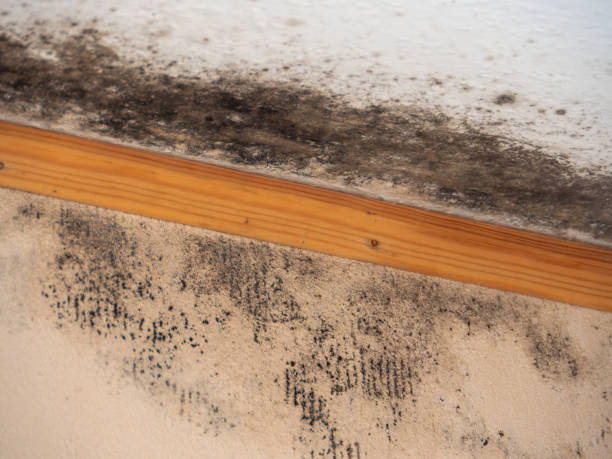 Best Comprehensive Air Testing for Mold Contaminants  in Ingram, PA