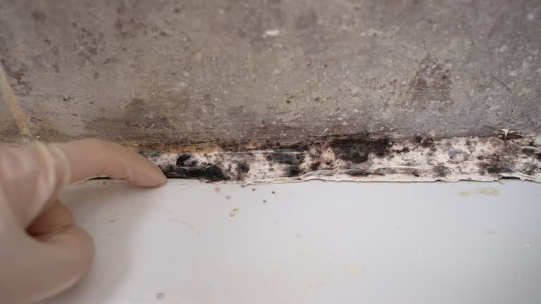 Best Emergency Mold Remediation  in Ingram, PA