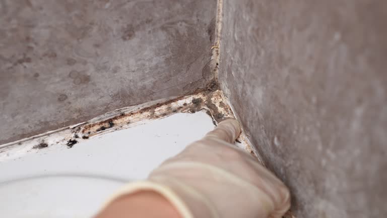 Trusted Ingram, PA Mold Removal Experts